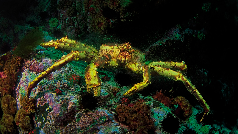 Illustration for article titled How Global Warming Is Dissolving Sea Life (And What We Can Do About It)